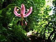 04 Lilium martagon (Giglio martagone)